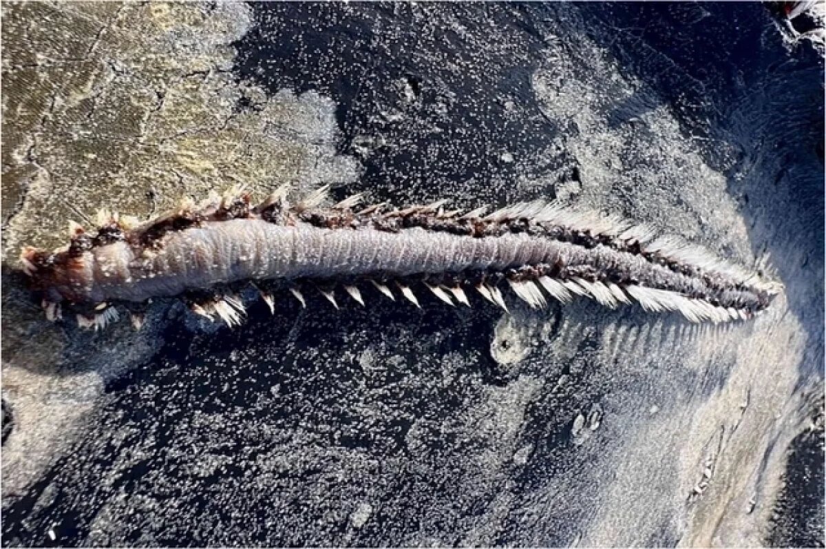    DM: огромных «огненных червей» с шипами выбросило на берег в США