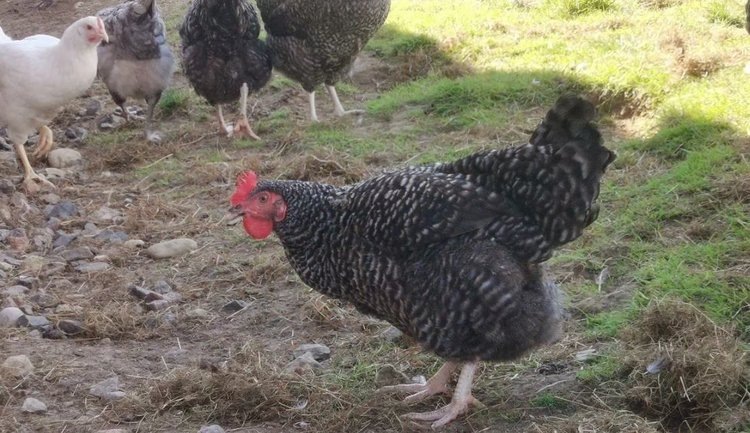    Фото: Лукьянов Дмитрий, AgroXXI.ru