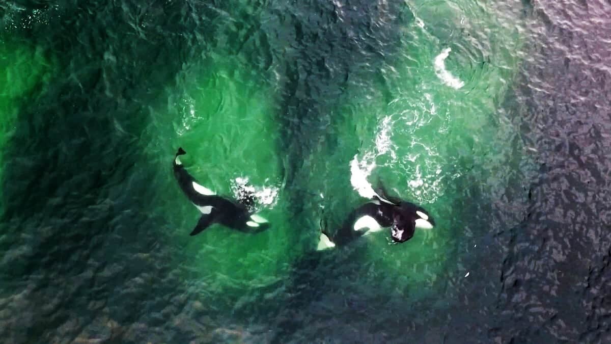    © Patrick Dykstra, Norwegian Orca Survey