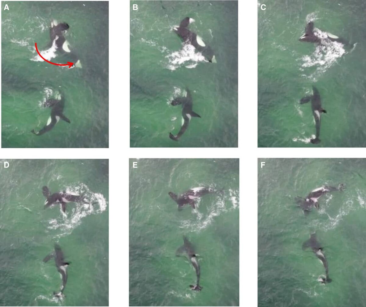    Кадры парной охоты косаток / © Paolo Domenici et al., Current Biology, 2025