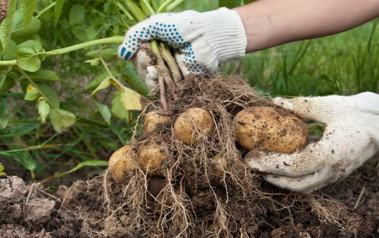 когда копать картофель