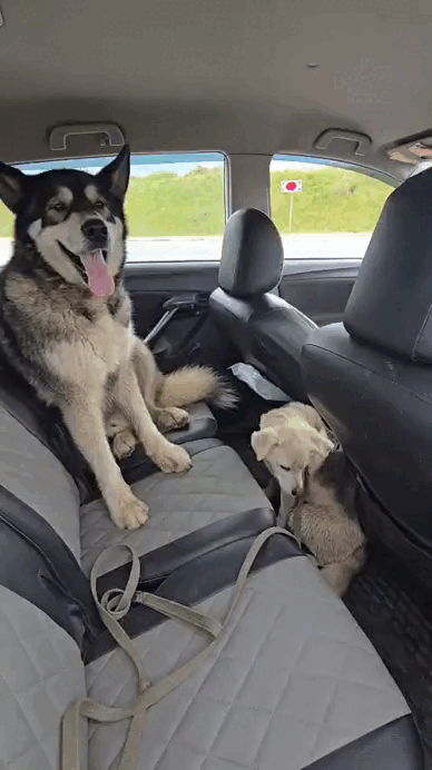 Собаки без проблем пошли со мной в машину
