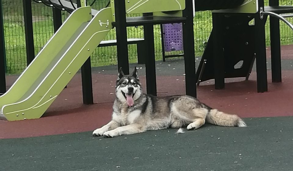 Маламут Брайтон на самовыгуле в посёлке Низовье