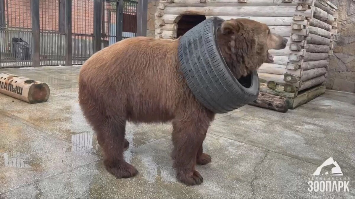     Источник: Челябинский зоопарк