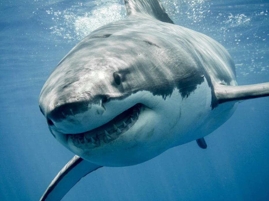    Shutterstock/FOTODOM