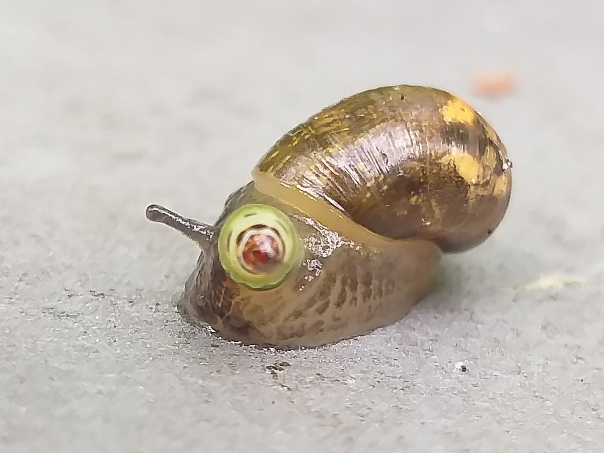 Лейкохлооридий-справа, вместо рожки, имитирующий гусеницу