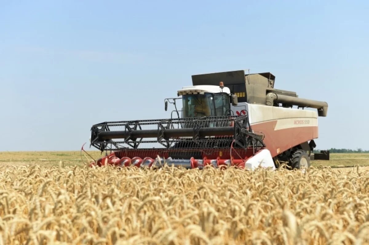    Жатва и жара.