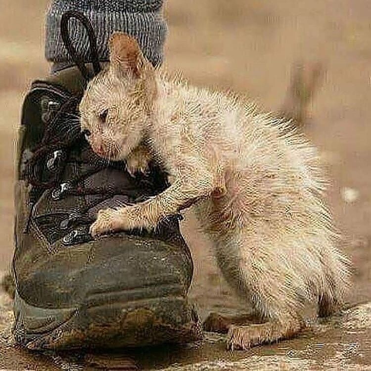 Известная фотография канадского фотографа Грэма Лавери во Вьетнаме после наводнения. Фотография принесла Грэму известность, но не ту, что он хотел. Фотографа критиковали за то, что он просто сделал фото и пошёл дальше, ничем не помог животному. Признаться, я не представляю как можно было просто сфотографировать и пойти дальше. Надо обладать диким безразличием.