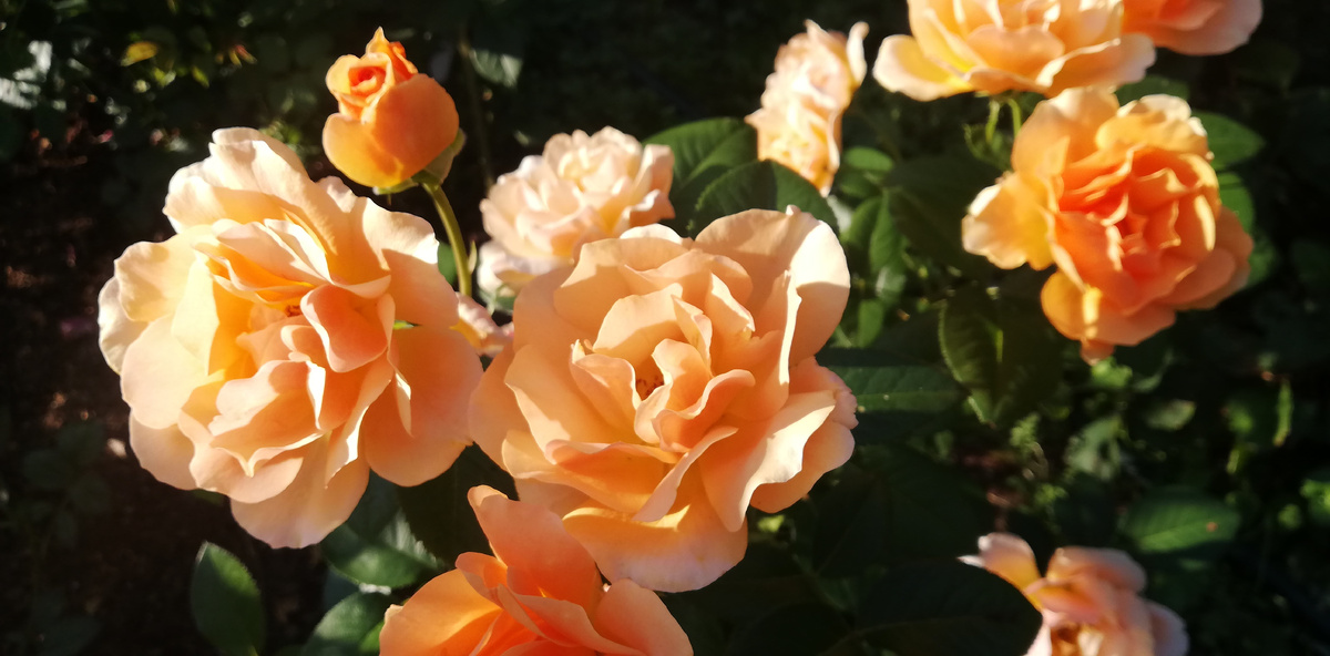 ЭМБЕР КУИН -ЯНТАРНАЯ КОРОЛЕВА