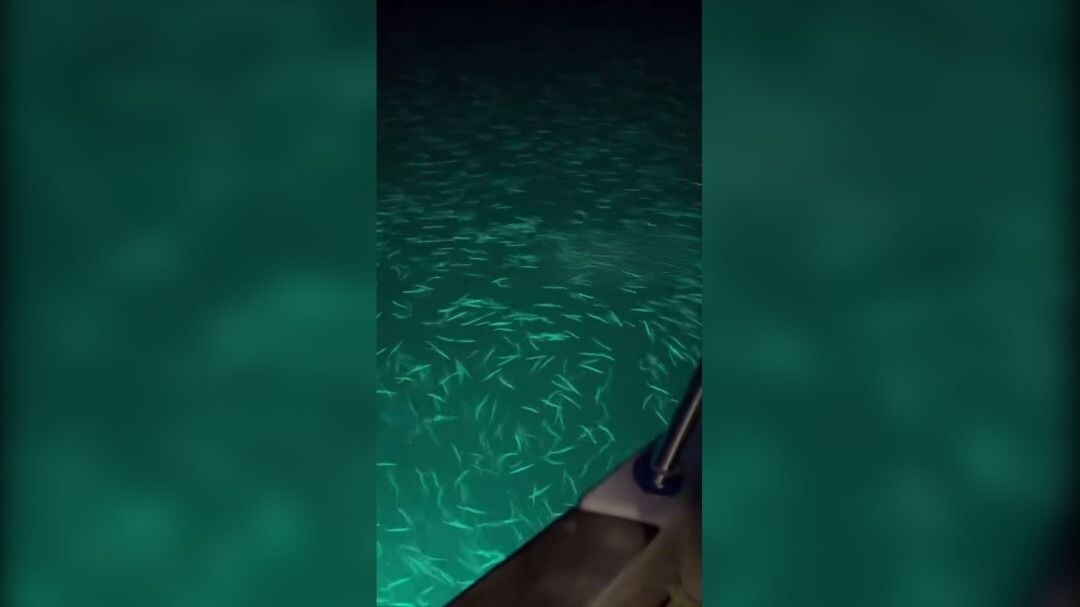     Источник: @novosti_primorye25