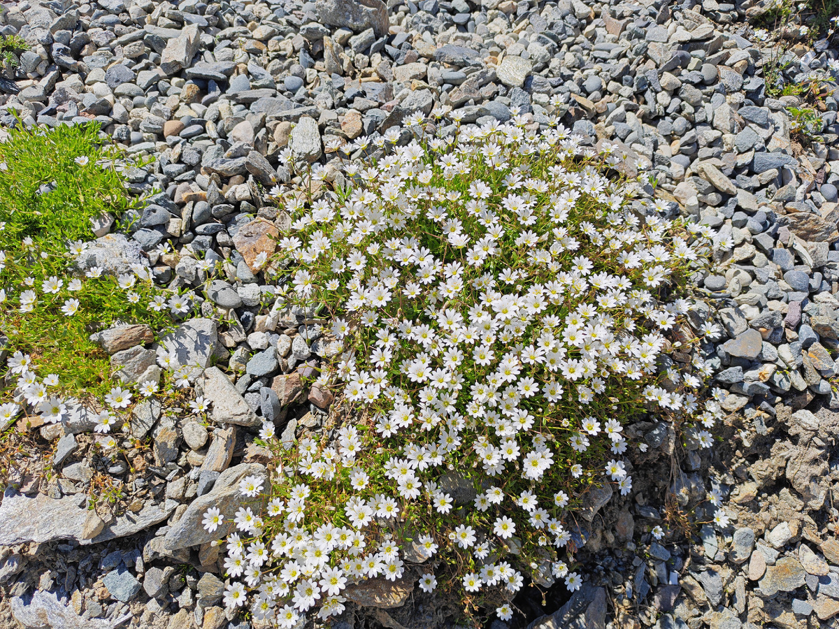 Будь у меня альпинарий, я бы мечтала о таком. 