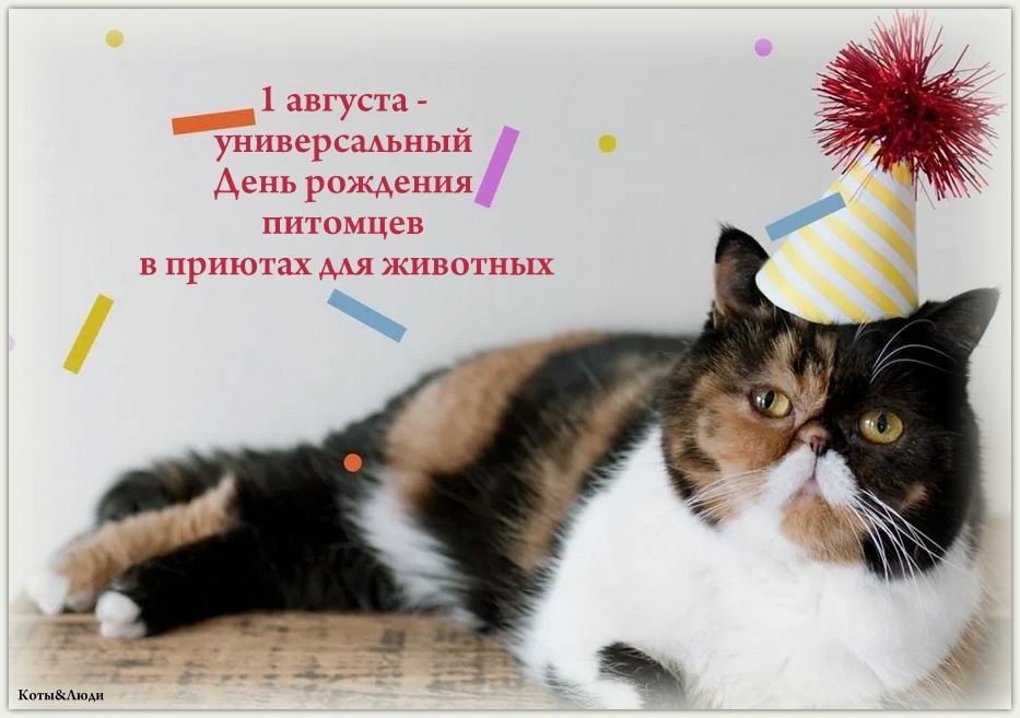 Коллаж автора. Использовано фото: https://imgur.com/gallery/cats-party-hats-1831xLY