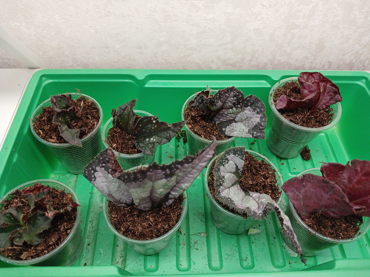 Фрагменты бегоний на укоренении