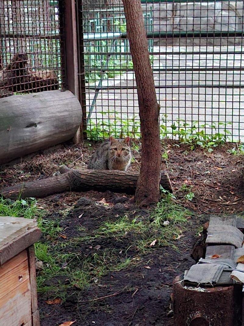    Зоопарк Екатеринбурга, Локи