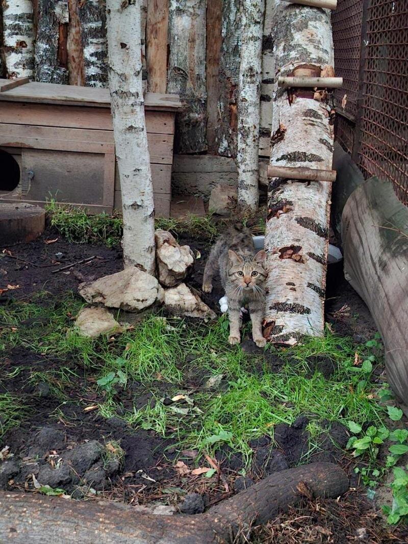    Зоопарк Екатеринбурга, Локи