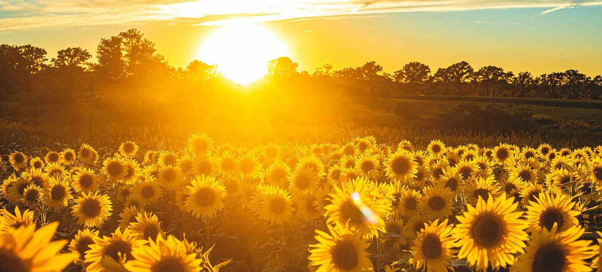 Июль сток фото. Был два раза в Краснодаре по работе в этом месяце.