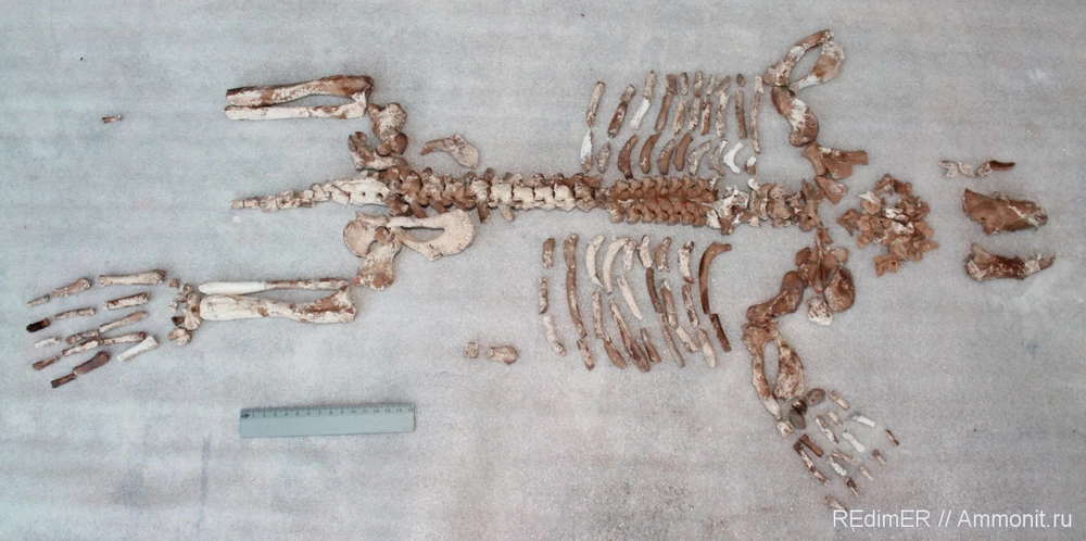 Скелет монахопсиса, собранный в миоценовых отложениях Керченского полуострова; фото и находка Дмитро Пилипенко