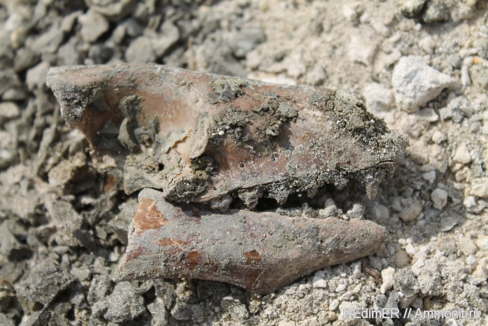 Череп, обнаруженный Дмитро Пилипенко