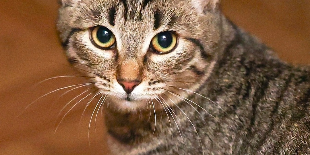 Маму забрали домой, а её котят бросили на дачах