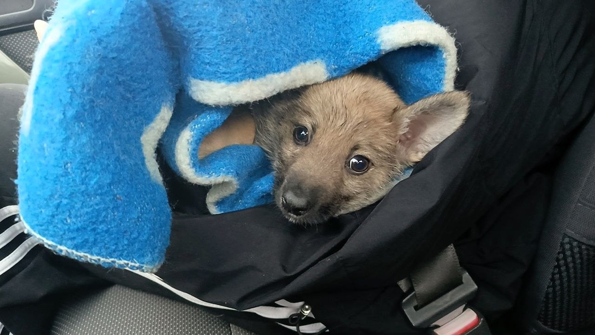 Мышонок Спайк