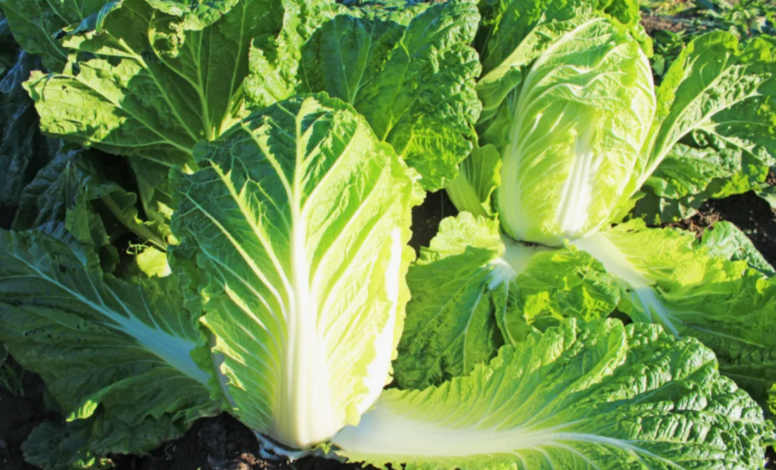 пекинская капуста