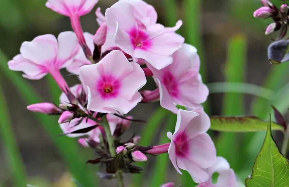    Флоксы. Фото: Pxhere