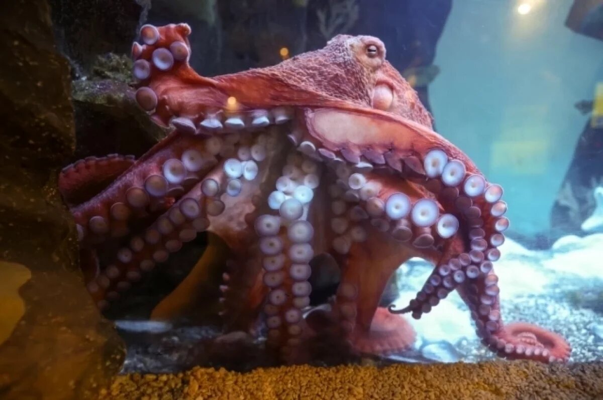    В США на интерактивной выставке осьминог напал на шестилетнего мальчика