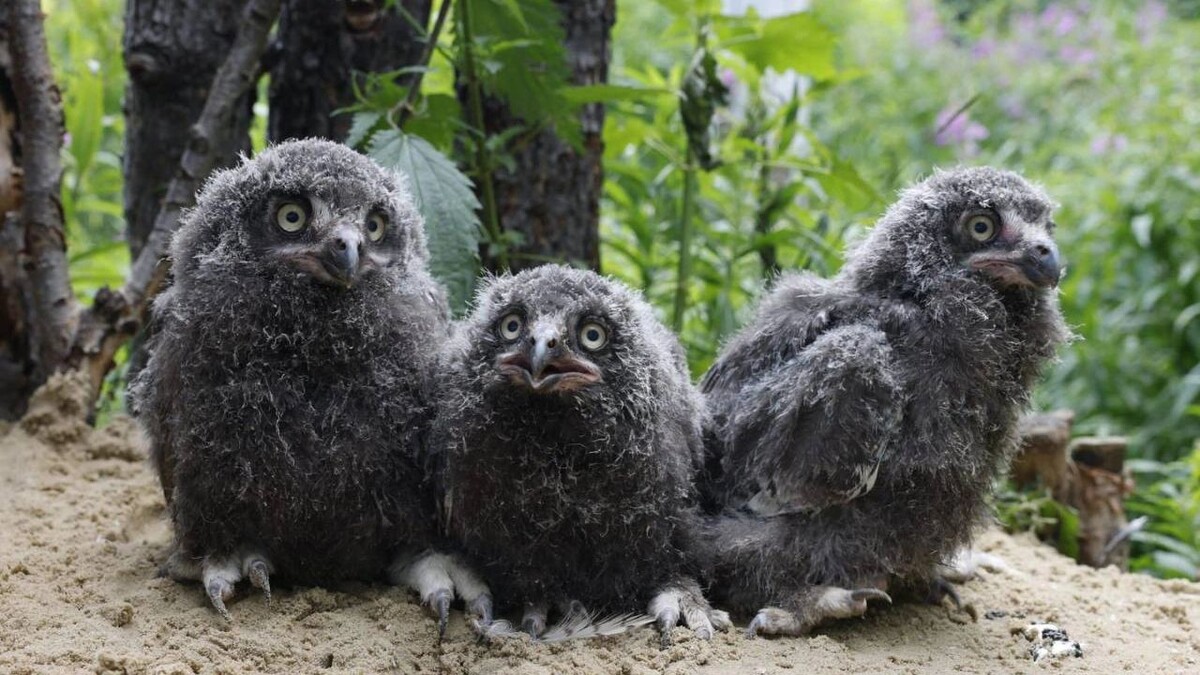    Фото: телеграм-канал Антона Колодина / t.me/Kolodin89