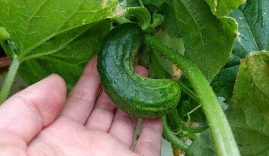 Сигнал от огурцов: как распознать дефицит калия до полной потери урожая