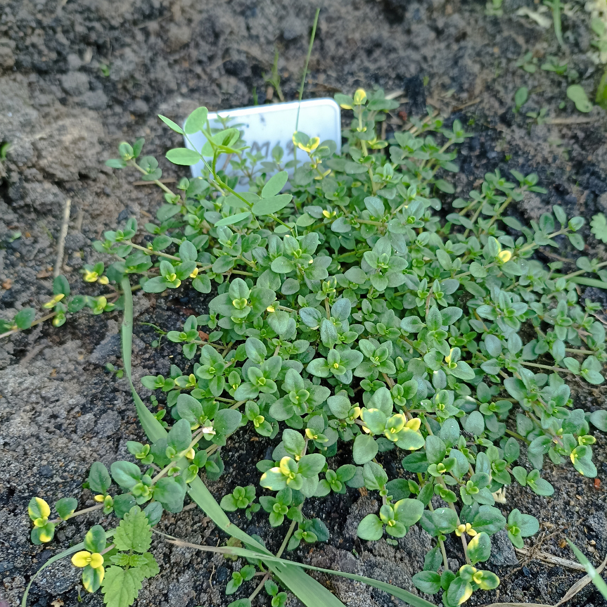 Тимьян,он же и Чабрец,да🌱Оказывается есть тимьян и не для чая 🤷но я на рынке уточнила куда и зачем мне нужен именно такой,и вот такой лимонный тимьян для чая у меня в саду🤟