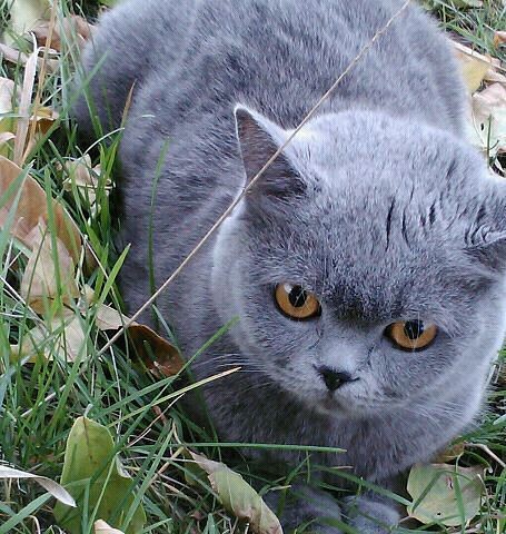 Фото британки, рядом с ветклиникой.