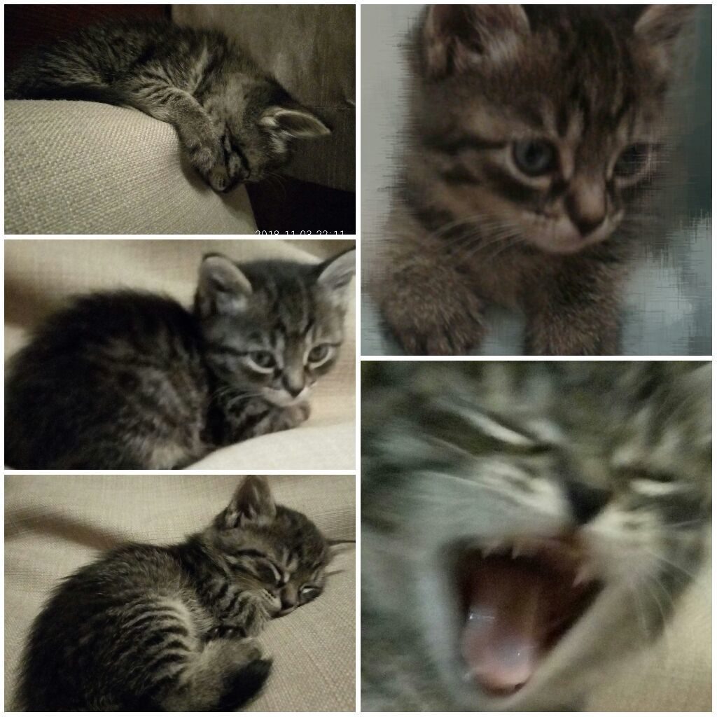 Первые фото маленькой Босськи