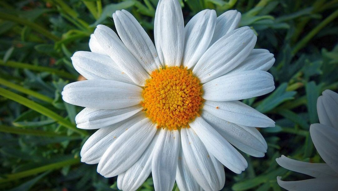 Ромашка. Источник:orchidea-shop.ru.