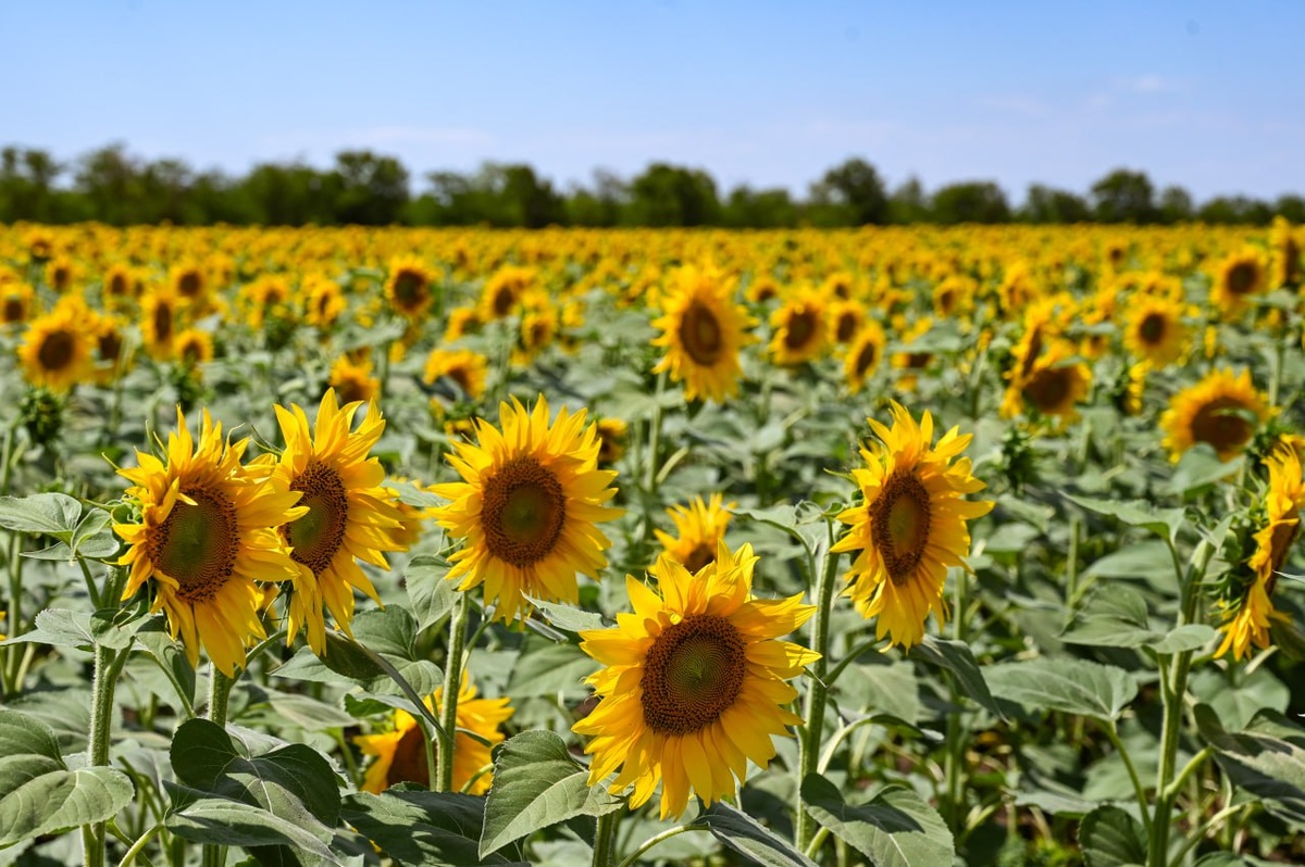 Фото: Гала Амарандо