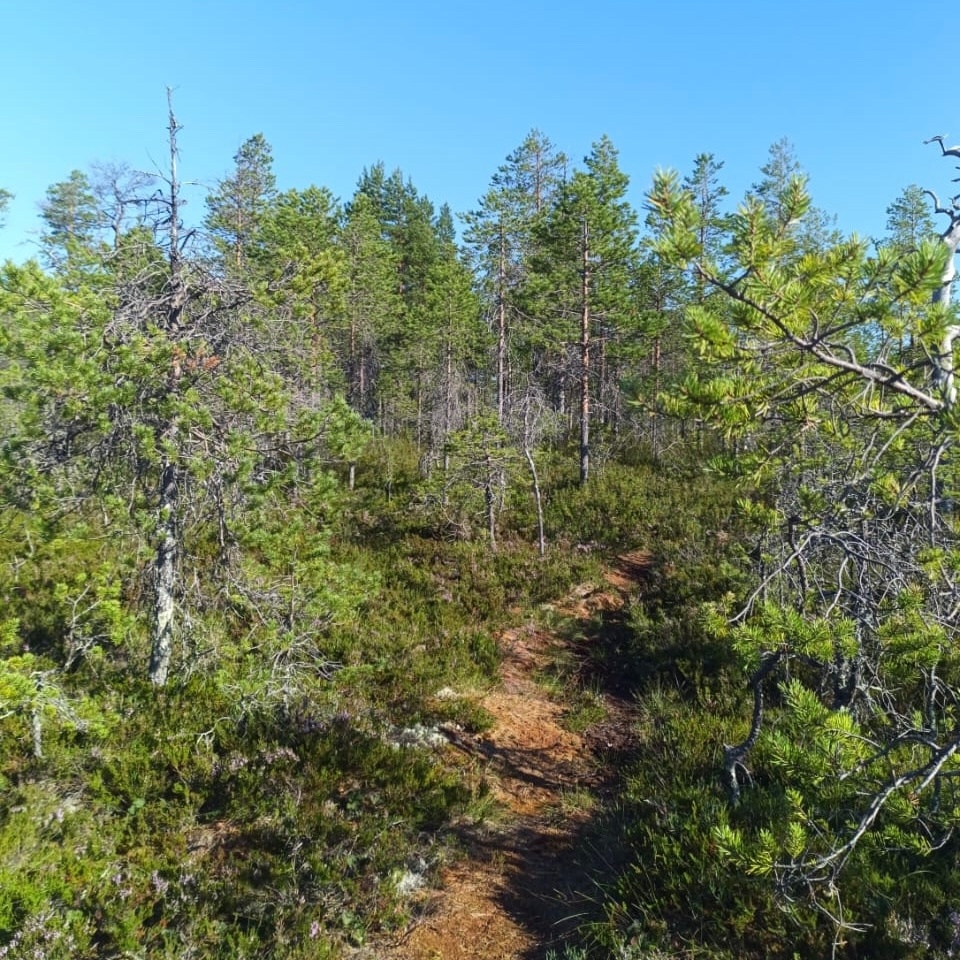    Фото: Госкомитет Карелии по ОЖ и БН