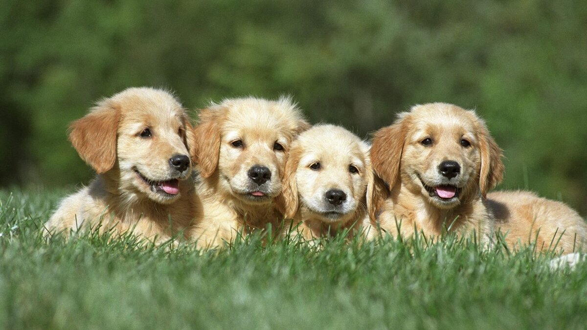    Три метода определить возраст собаки по человеческим меркам. Фото: Freepik