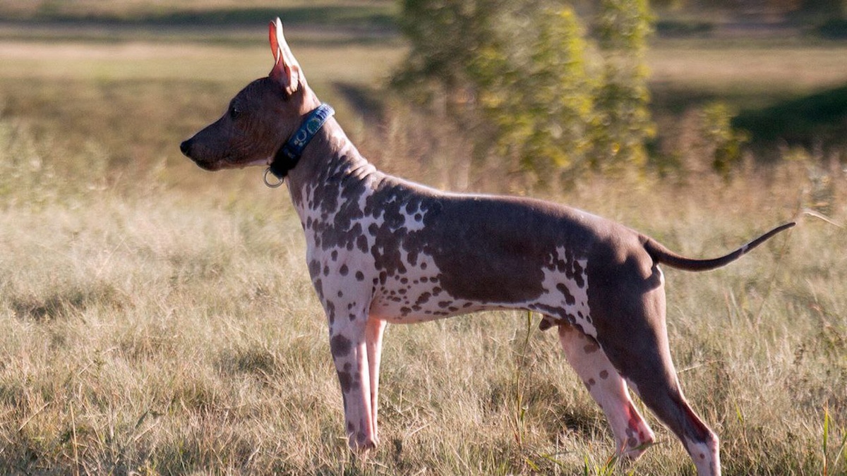    Американский голый терьер. Фото: wikimedia / Sergey Akishev / CC BY-SA 3.0