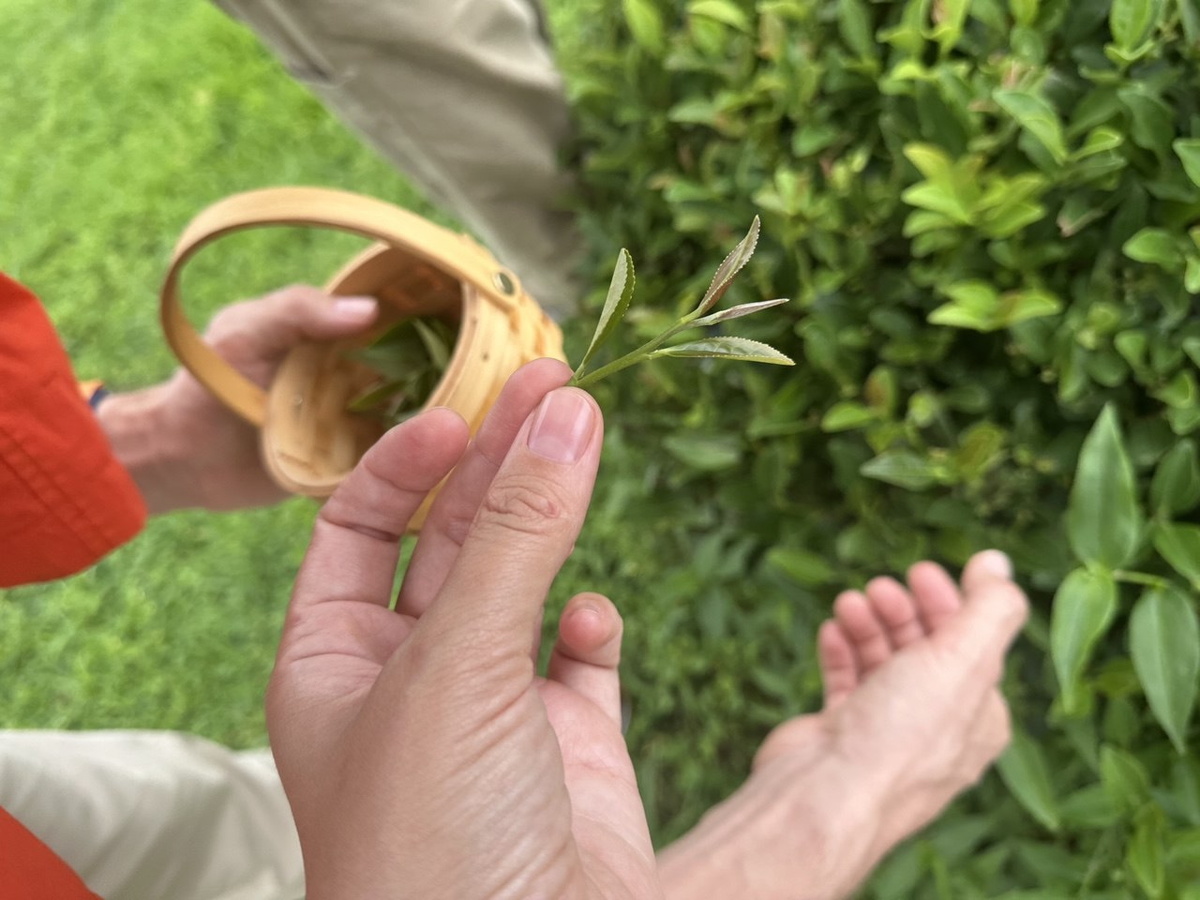 Лишний сорвала — брак, получается