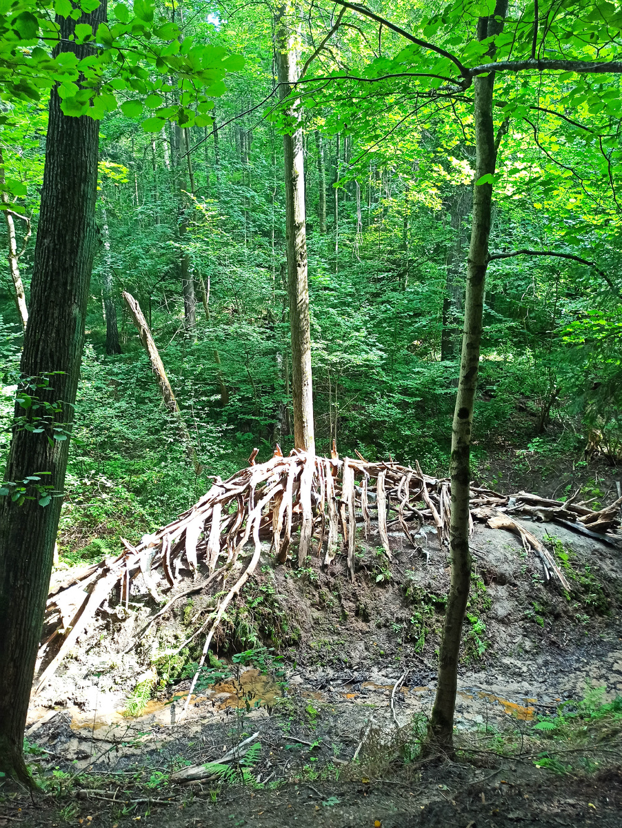 Сооружение из веток — фантастический "скелет", красивая игра с природным материалом.