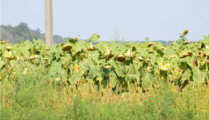 Фото автора. 01.08.2025. Подсолнечник в стадии созревания.