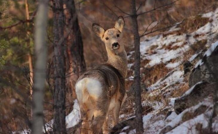 Фото:. Косуля ╱ minprirody.alregn.ru