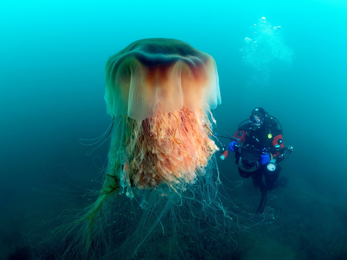 Фото: Денис Дегтярев. Но фотографии я и гигантская цианея. Комплкт Aquatica под Canon R5 с двумя вспышками Inon 240 и Inon S2000.