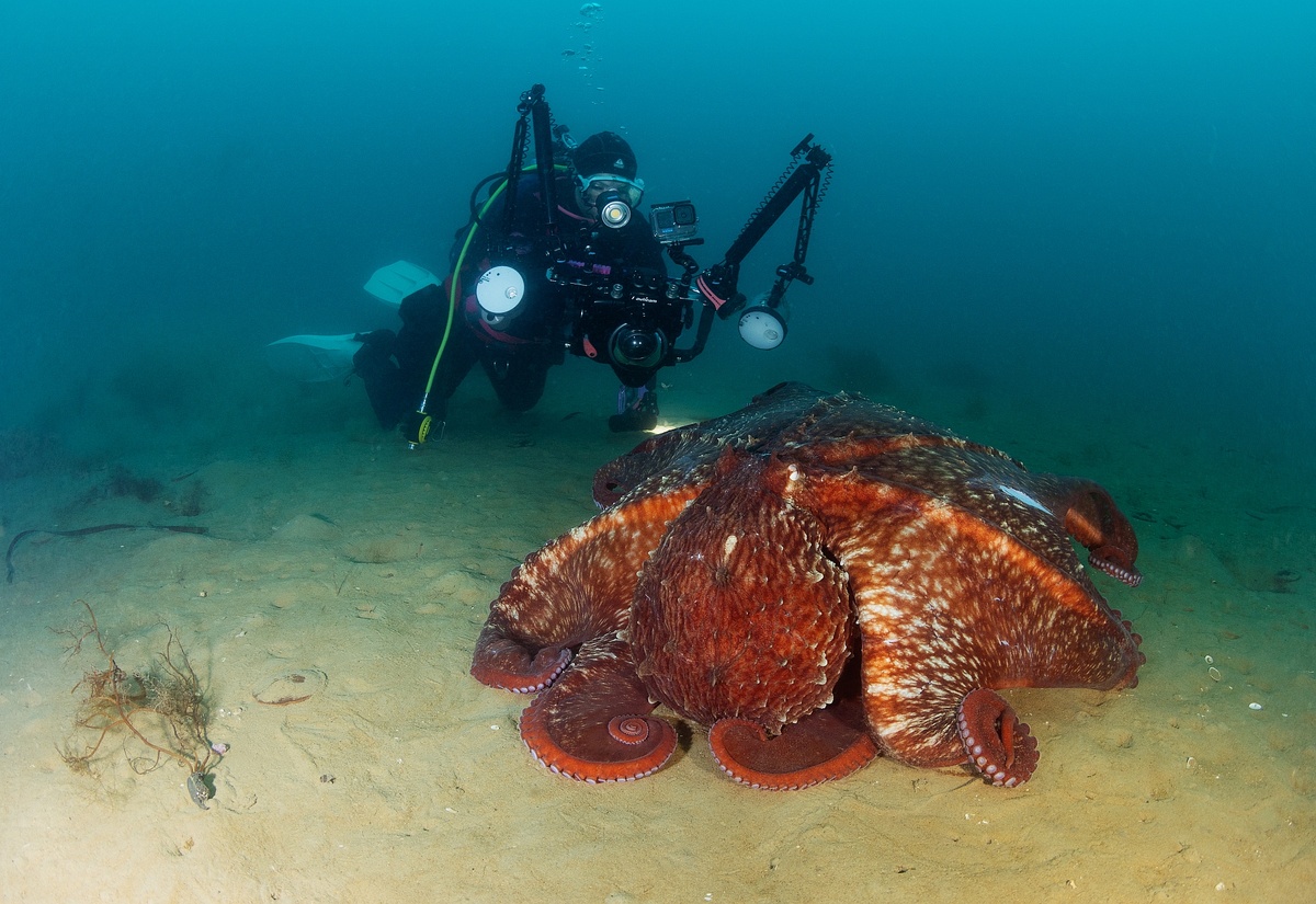 Комплект Nauticam под Canon 5dmk4 с двумя вспышками Inon 240 и фонарем 