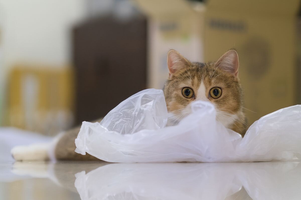 Кошка играет с пакетом 