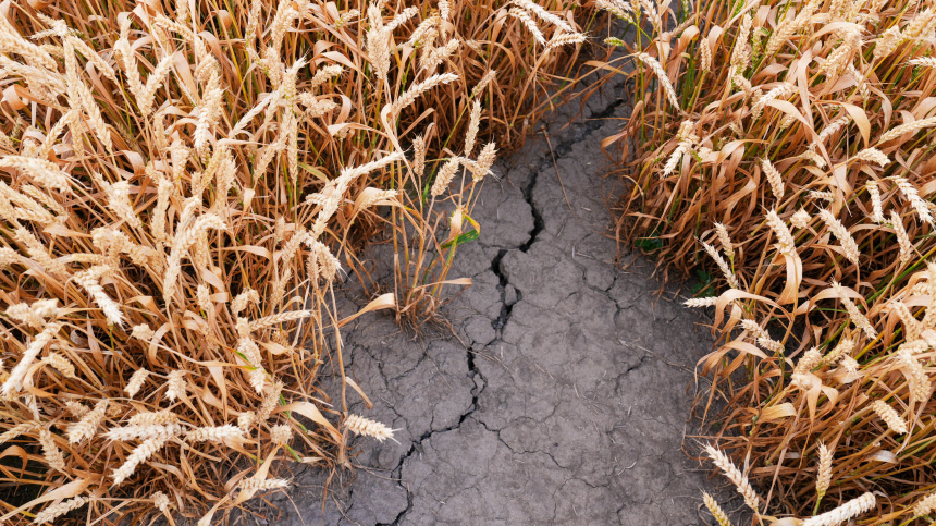    Фото: ИЗВЕСТИЯ/Эдуард Корниенко