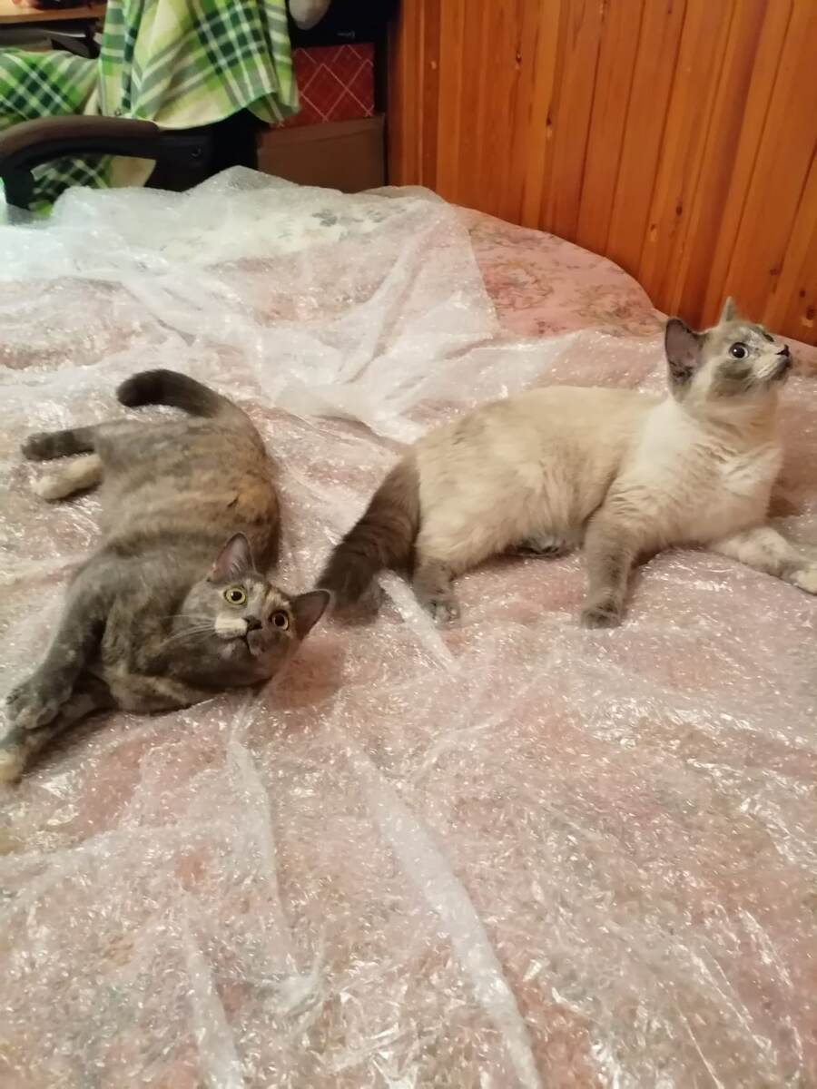 Вчера пришли сразу два прораба. Следили за работой. Фото автора 