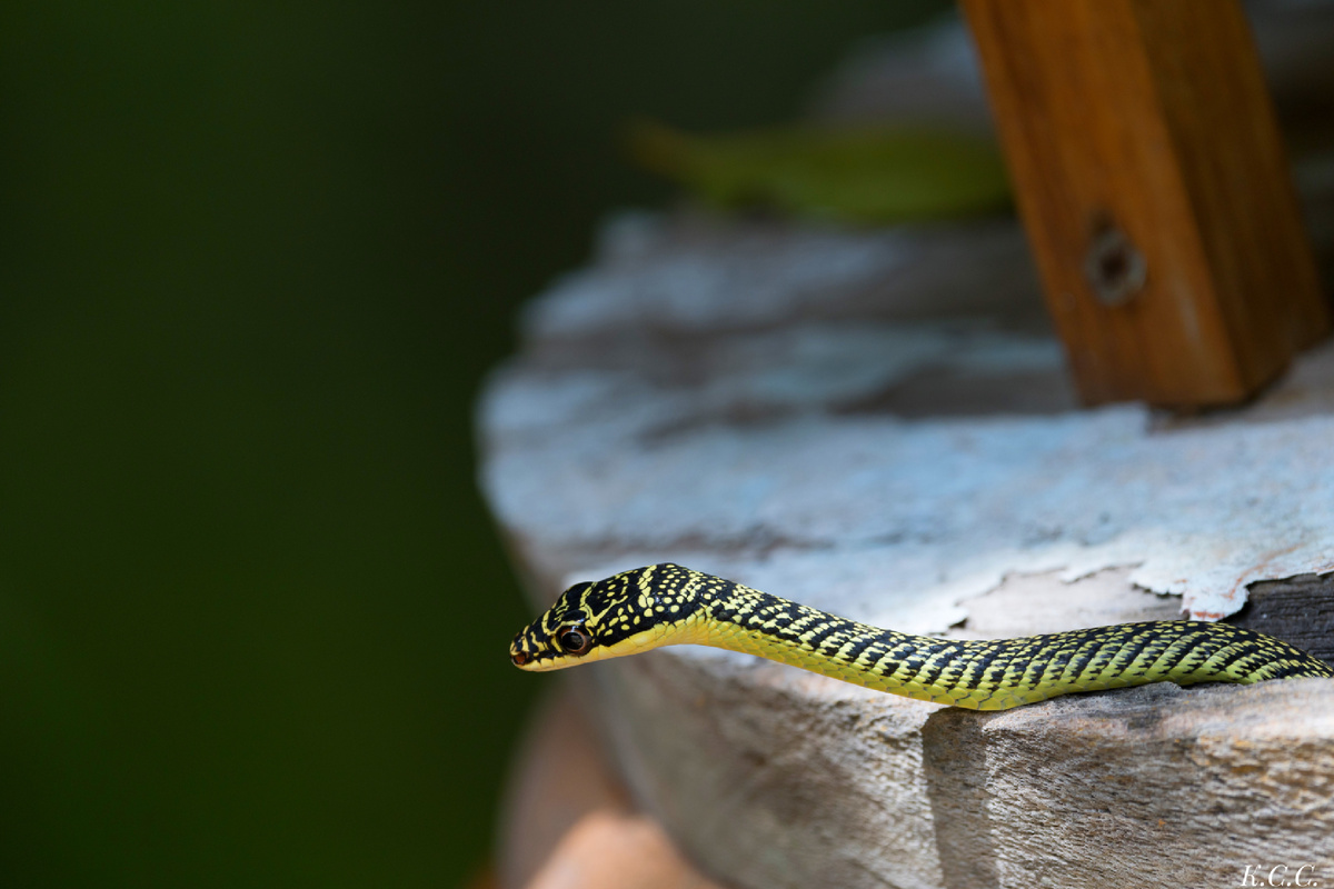 Украшенная змея, Chrysopelea ornata, фото автора