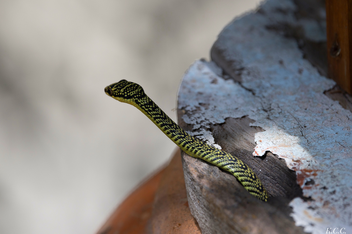 Украшенная змея, Chrysopelea ornata, фото автора