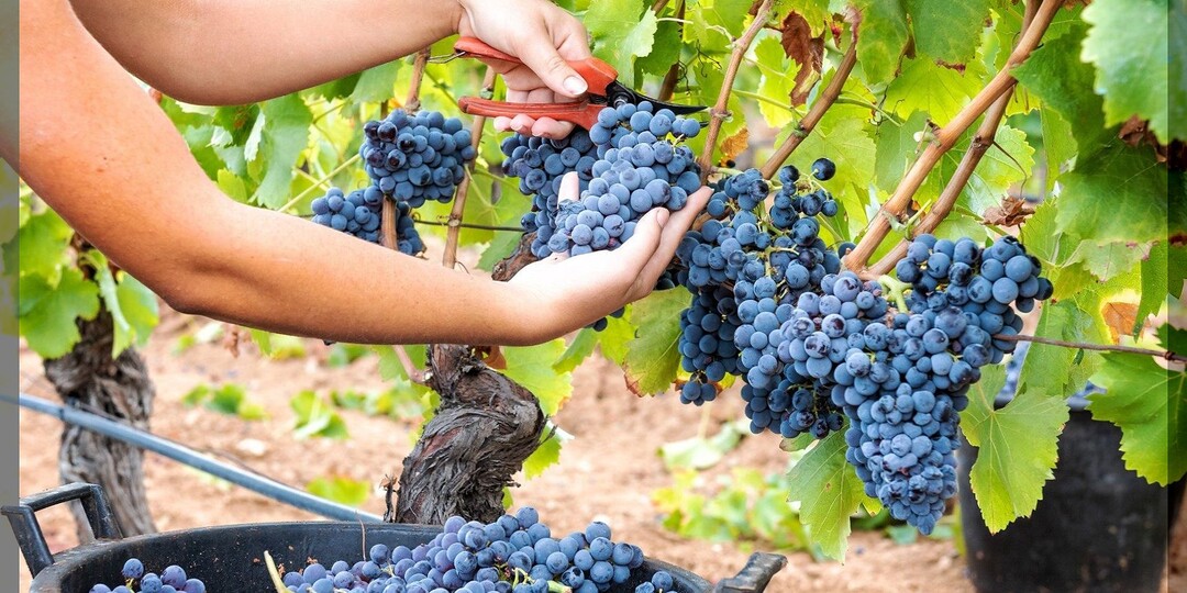 Способы ускоряющие созревание винограда: как ускорить созревание винограда в августе и сентябре