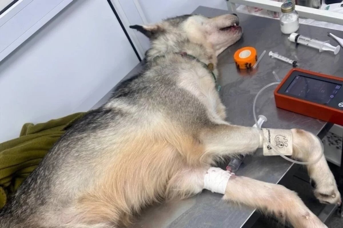    Неизвестные травят собак породы хаски в приюте под Новосибирском